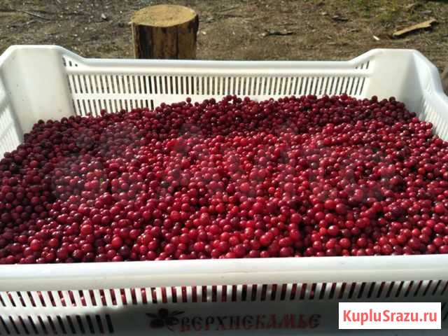 Продукты питания продам Киров - изображение 1