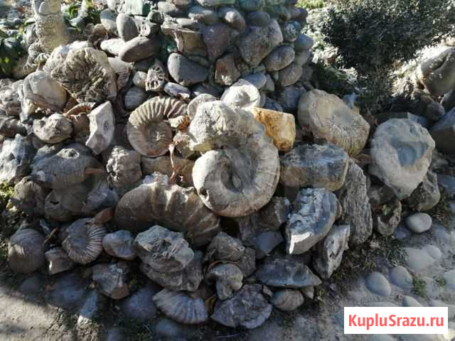 Аммониты Окаменелости Минералы Септарии Кварц Рязань - изображение 1