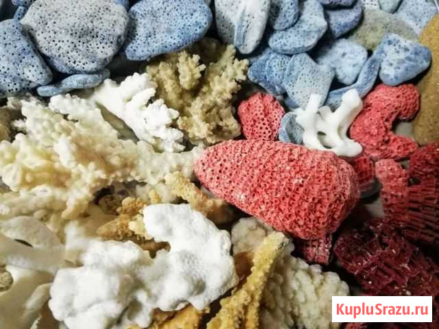 Аквариум декор ракушки, коралл, галька Краснодар - изображение 1