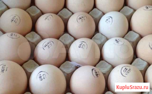 Инкубационное Яйцо в розницу и оптом Санкт-Петербург - изображение 1