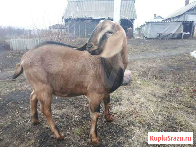 Нубийский козел Панино - изображение 1