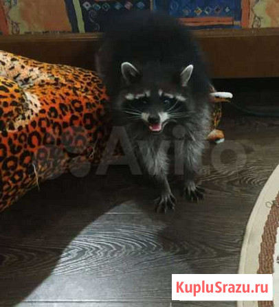 Вязка Стародуб - изображение 1