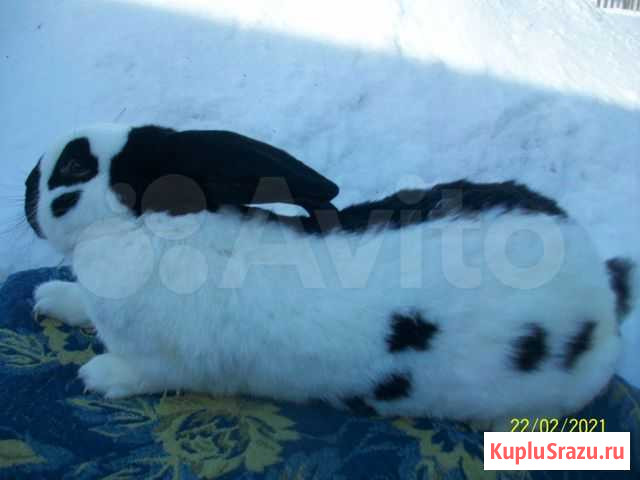 Кролики Кемерово - изображение 1