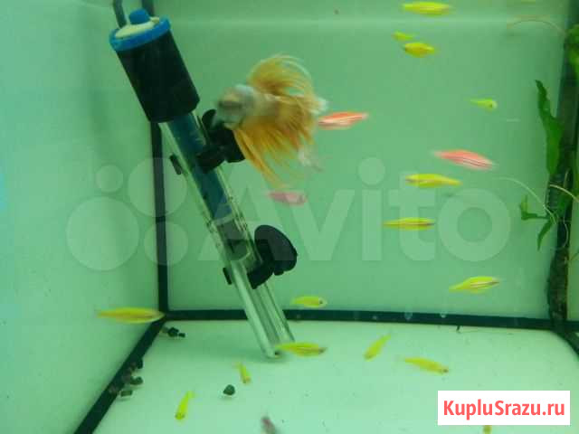 Данио GLO, Меченосцы, Анциструсы Россошь - изображение 1