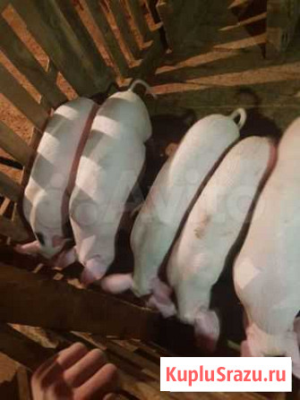 Поросята Черемхово - изображение 1