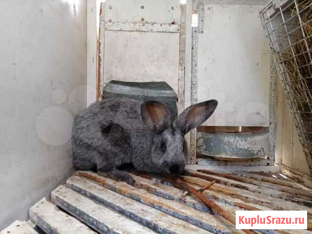 Кролики породы Серебистый на племя Торжок - изображение 1