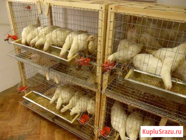 Изготавливаем клетки для кур Новоалтайск - изображение 1