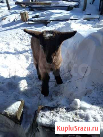 Козлики Введенское - изображение 1