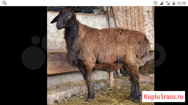 Гиссарской породы овец Покойное - изображение 1