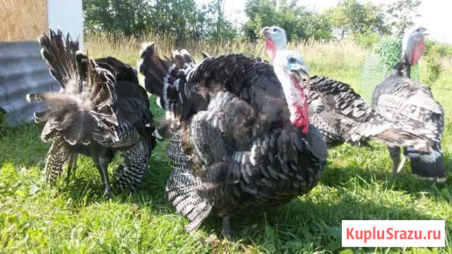 Мясо домашней птицы: индейка, гуси, утка, петушки Дзержинский - изображение 1