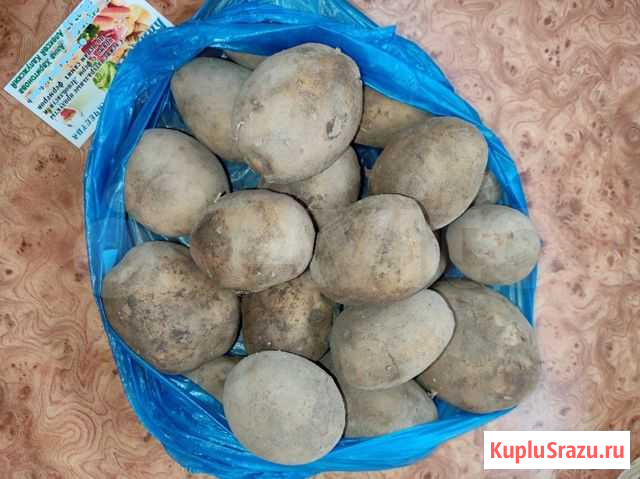 Фермерский картофель, Ленобласть, урожай 2020 года Санкт-Петербург - изображение 1