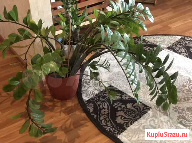 Замиокулькас Иркутск - изображение 1