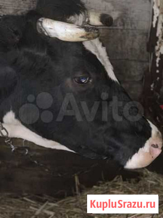 Продам крупную стельную корову Междуреченск - изображение 1