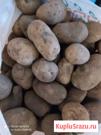 Продам картофель Томск - изображение 1