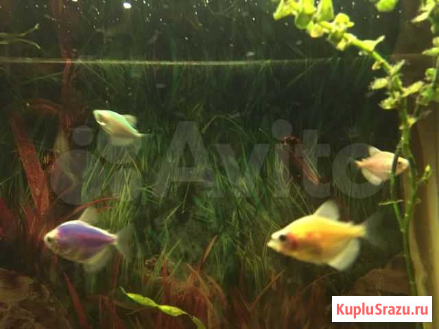 Рыба Некрасовский - изображение 1