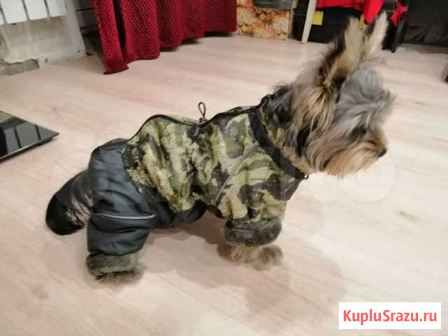 Зимний комбинезон для собак мелких пород Липецк - изображение 1
