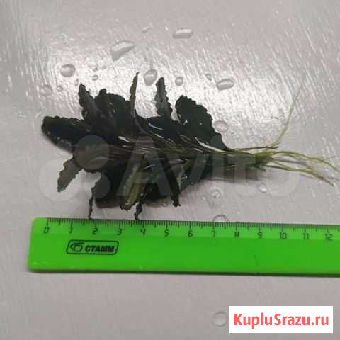 Буцефаландра Чехов - изображение 1