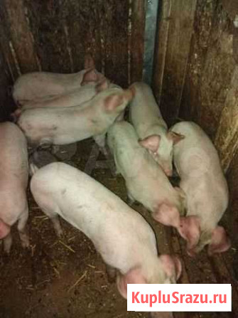 Поросенок Трубчевск - изображение 1