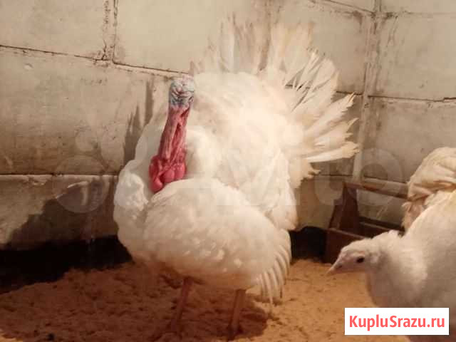 Индюк Торжок - изображение 1