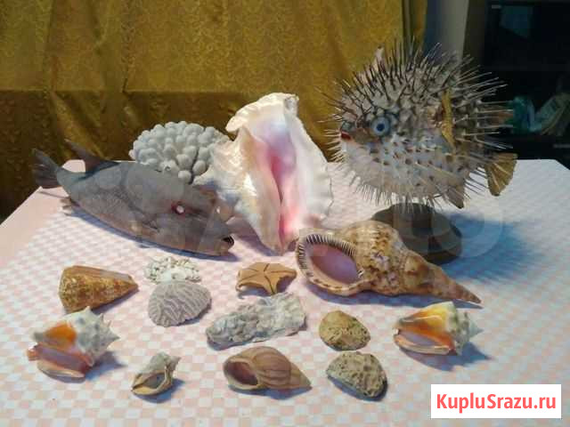 Коллекция морские диковины Санкт-Петербург - изображение 1