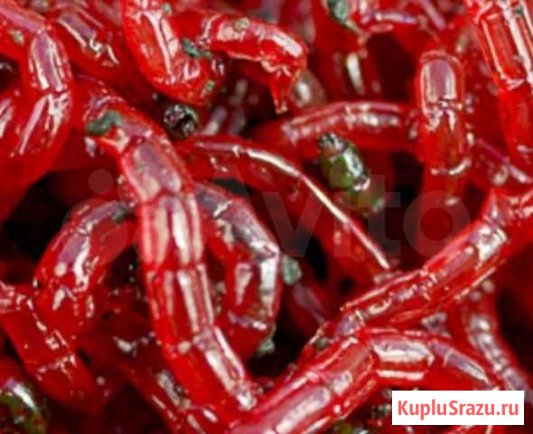 Мотыль крупный насадочный Рязань - изображение 1