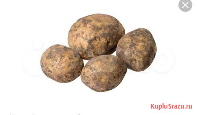 Картофель Комсомольск-на-Амуре - изображение 1