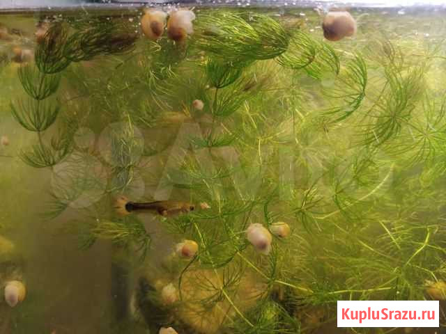 Улитки ампулярии Кострома - изображение 1