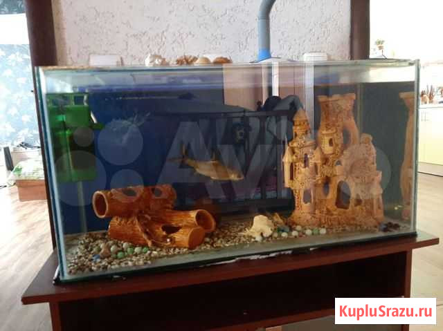 Аквариум Кузнецк - изображение 1
