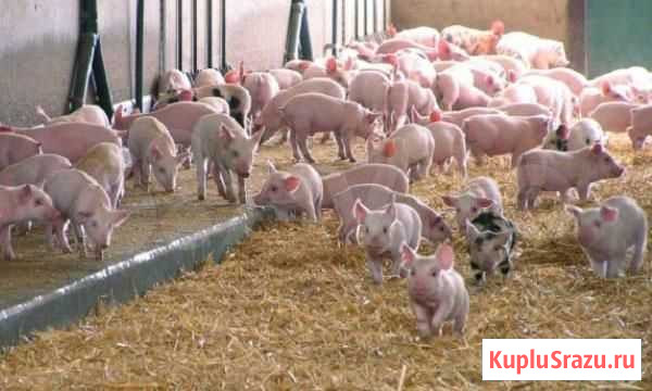 Поросята породы ландрас, дюрок Куйбышев - изображение 1