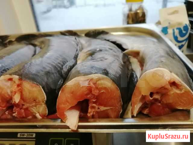 Рыба Москва - изображение 1