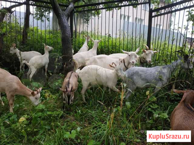 Козы Златоуст - изображение 1