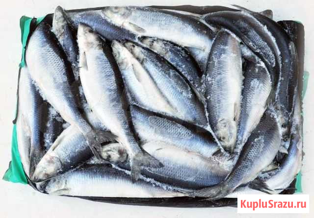Атлант. селедка, Фарерские острова. Коробка 14 кг Санкт-Петербург - изображение 1