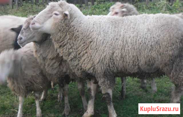 Овцы тонкорунный породы Прекос Кукмор - изображение 1