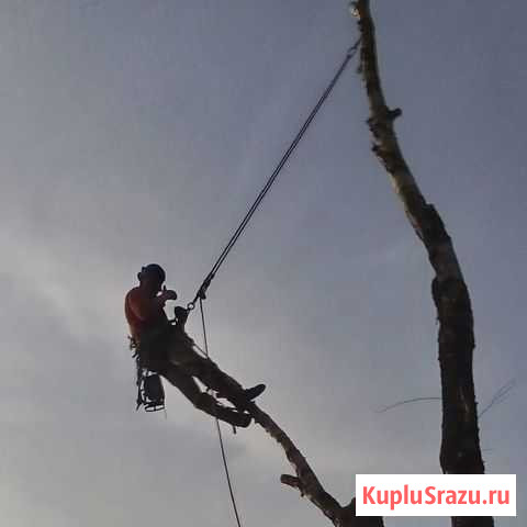 Удаление деревьев Щекино - изображение 1
