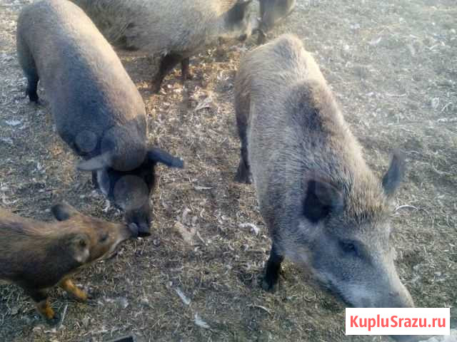 Дикие кабаны Оконешниково - изображение 1