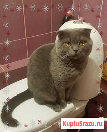Вязка кота Смоленск - изображение 1