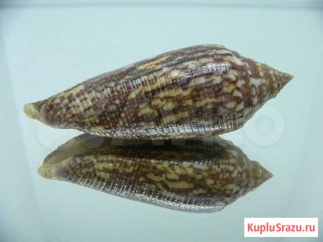 Морская раковина (ракушка) - Conus austral dark Владивосток - изображение 1