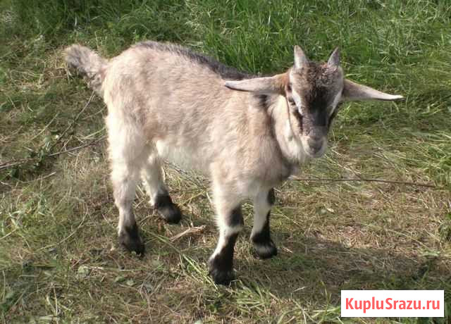 Козы и козлята Мензелинск - изображение 1