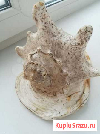 Ракушка большая Красноярск - изображение 1