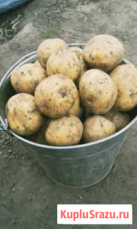 Продам картофель, крупный Каменск-Уральский - изображение 1