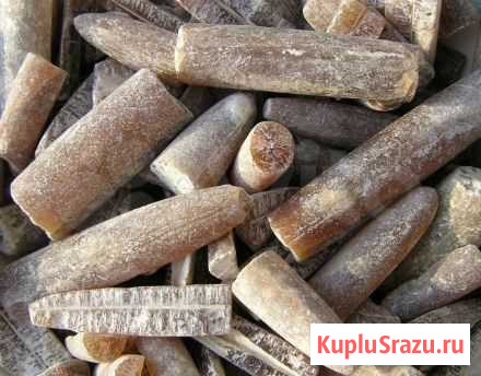 Продаю Белемниты Нижний Новгород - изображение 1