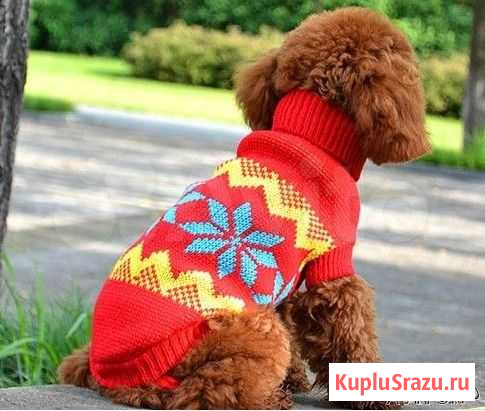 Свитр для собаки Киров - изображение 1