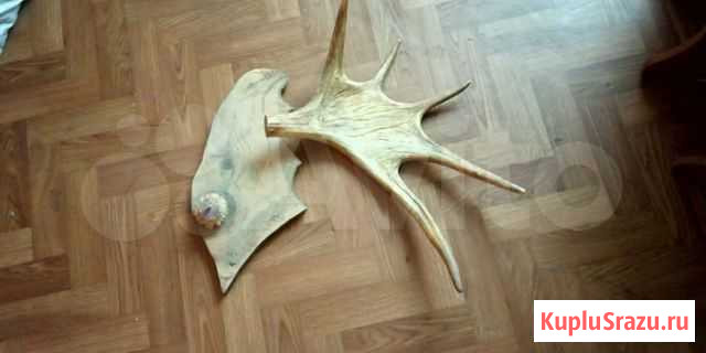 Рога лося Железногорск - изображение 1