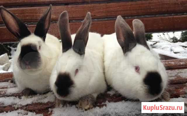 Кролики калифорния Воронеж - изображение 1