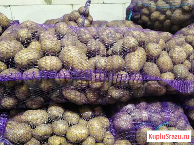 Картофель гала Мичуринск - изображение 1