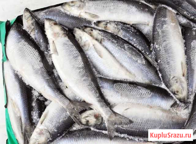 Сельдь крупная морской заморозки Санкт-Петербург - изображение 1