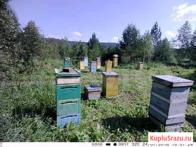 Мед с личной пасеки Трехгорный - изображение 1