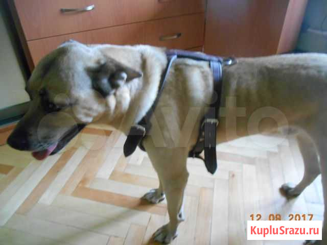 Шлейка для средних и крупных собак Санкт-Петербург - изображение 1