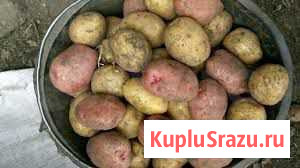 Продам домашний картофель, рассыпчатый, очень вкус Николаевск-на-Амуре - изображение 1