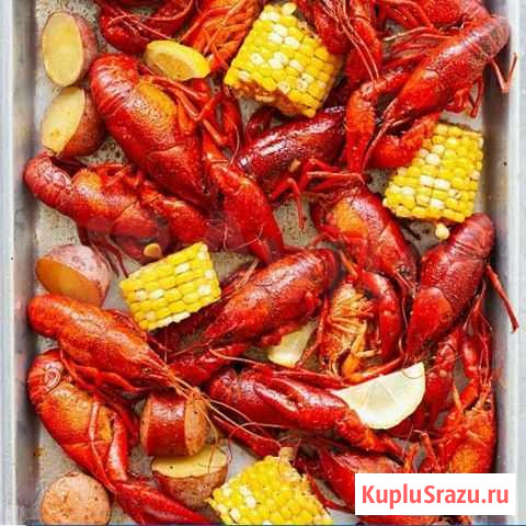 Раки живые. г. Химки Химки - изображение 1